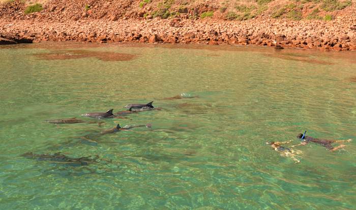 3febdolphins17 (83) - GALLERY.JPG